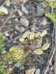 Cymopterus terebinthinus californicus