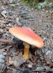 Amanita basii