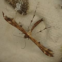 Oxyptilus pilosellae