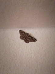 Peribatodes rhomboidaria