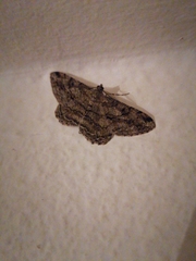 Peribatodes rhomboidaria