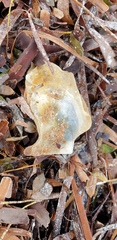 Malleus