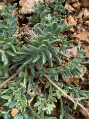 Oxytropis parryi