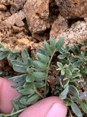 Oxytropis parryi