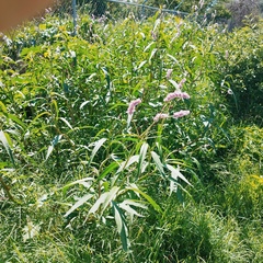 Persicaria