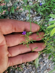 Stemodia durantifolia