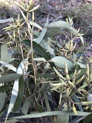 Eucalyptus resinifera