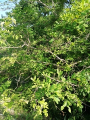 Apoplanesia paniculata