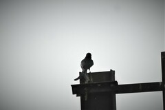 Dicrurus macrocercus