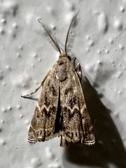 Prionapteryx indentella