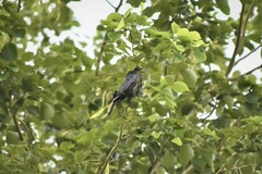 Dicrurus macrocercus