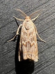 Prionapteryx indentella