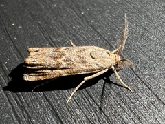 Prionapteryx indentella