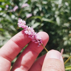 Persicaria