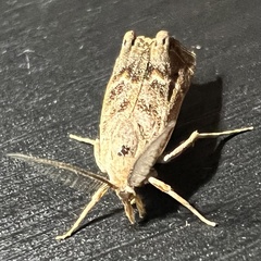 Prionapteryx indentella