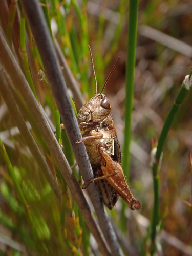 New Zealand Grasshopper