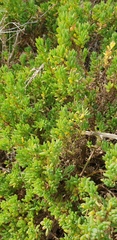 Threlkeldia diffusa