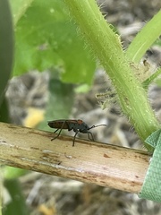 Lygaeus kalmii