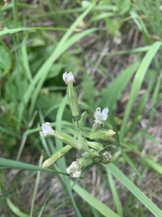 Silene bernardina
