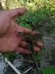 Acalypha anadenia