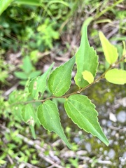 Celtis biondii