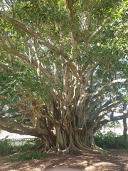 Ficus macrophylla columnaris