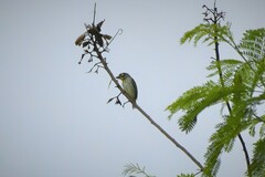 Psilopogon haemacephalus