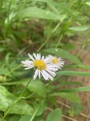 Erigeron aliceae