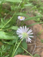 Erigeron aliceae