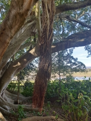 Ficus macrophylla columnaris