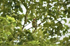 Psilopogon haemacephalus