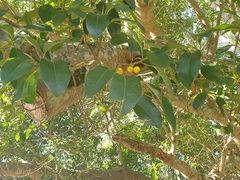 Ficus macrophylla columnaris