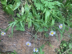Erigeron aliceae