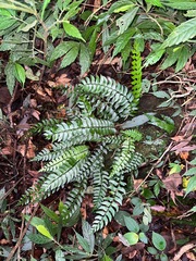 Polystichum formosanum