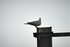 Streptopelia decaocto