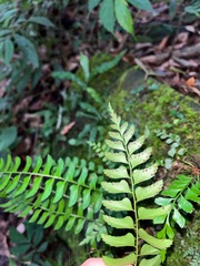 Polystichum formosanum