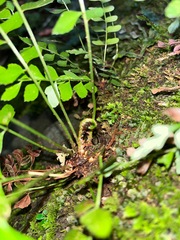 Polystichum formosanum