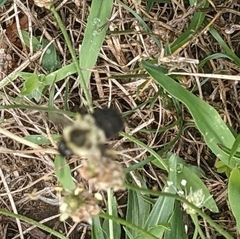 Bombus impatiens
