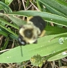 Bombus impatiens