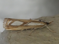 Catoptria permutatellus