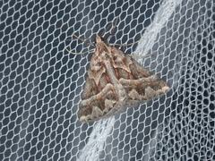 Dichromodes poecilotis