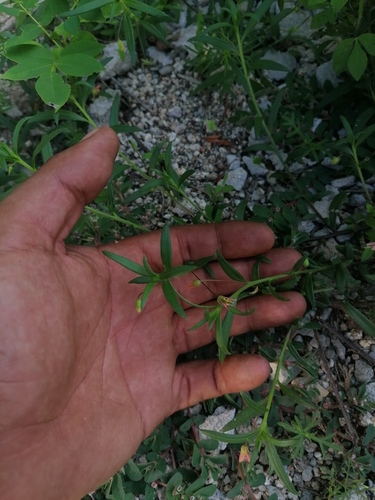 Cleome hemsleyana (Cleome hemsleyana)