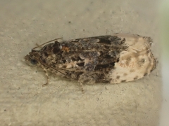 Apotomis betuletana