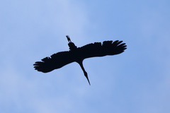 Anastomus lamelligerus