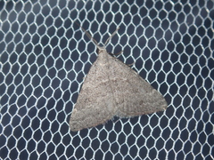 Dichromodes indicataria
