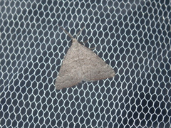 Dichromodes indicataria