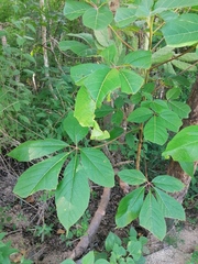 Handroanthus impetiginosus