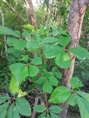 Handroanthus impetiginosus