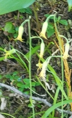 Anticlea occidentalis