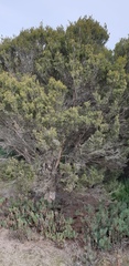 Melaleuca brevifolia